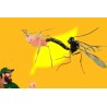 APHILINE ACE MIX - Aphidius ABDOMINALIS + COLEMANI + ERVI, 500 ind. vial