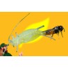 APHILINE ACE MIX - Aphidius ABDOMINALIS + COLEMANI + ERVI, 500 ind. vial