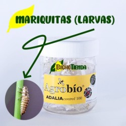 ADALIAcontrol 100 larvas. Mariquitas