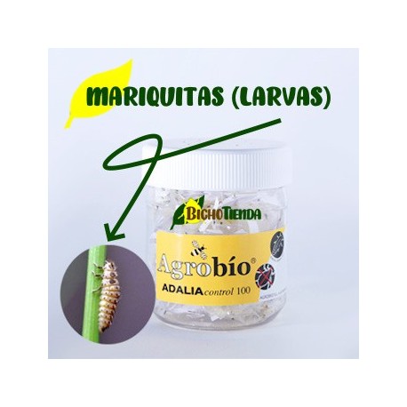 ADALIAcontrol 100 larvas. Mariquitas