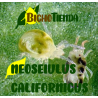 AMBLYCAcontrol 50.000 Caja 500 sobres - PLUS
