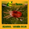 PHYTOcontrol 10.000, Phytoseiulus persimilis contra araña roja y otros ácaros