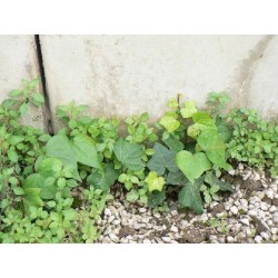 Herbicida a base de vinagre para agricultura ecológica