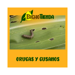 orugas