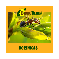 hormigas