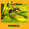 hormigas