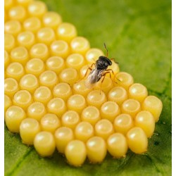 control biologico nezara viridula cultivo