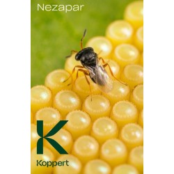 huevos chinche parasitados trissolcus basalis