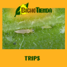 Trips plaga cultivo daño hoja control biologico con Amblyseius cucumeris