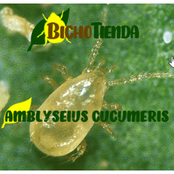 Amblyseius cucumeris depredador natural trips control biologico detalle