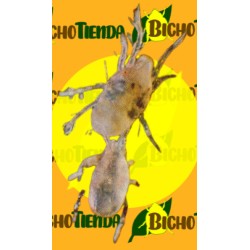 ANDERLINE, 1000 sobres stick, 125,000 ind. AMBLYSEIUS ANDERSONI (contra araña roja y similares)