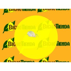 control biologico acaros horticolas amblyseius