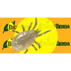 AMBLYSEIUS ANDERSONI sobres liberacion acaros agricultura