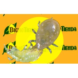 control biológico araña roja