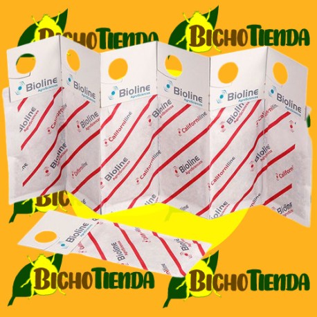 CALIFORNILINE 62500 Ind. 500 mini-sobres (Amblyseius/Neoseiulus californicus)