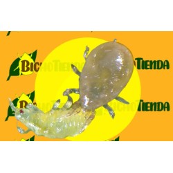 Amblyseius californicus