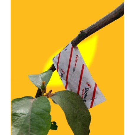 CALIFORNILINE 125000 Ind. 500 sobres Gemini (Amblyseius/Neoseiulus californicus)