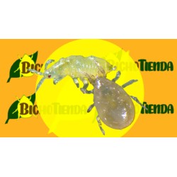 Starskii - AMBLYSEIUS SWIRSKII 62500 ind, 500 sobres stick