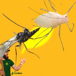 APHIDIUS ERVI 250 ind. en bote - ERVILINE