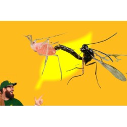 APHIDIUS ERVI 250 ind. en bote - ERVILINE