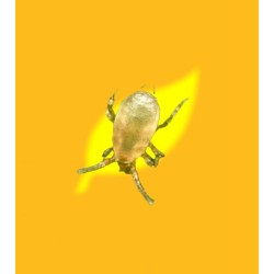 CALIFORNILINE Bugline(Neoseiulus californicus)