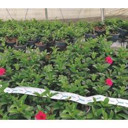 BUGLINE DUO 150000 Amblyseius swirskii + 75000 Neoseiulus californicus