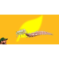 Chrysoperla carnea 100 ind. pupas Caja, Chrysoline