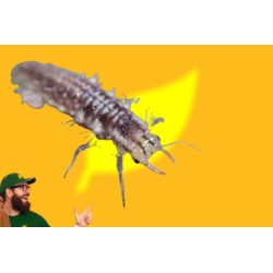 Chrysoperla carnea 100 ind. pupas Caja, Chrysoline