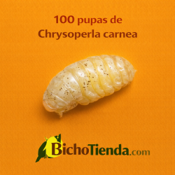 Chrysoperla carnea 100 ind. pupas Caja, Chrysoline