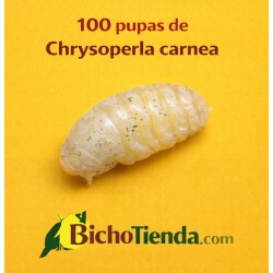 Chrysoperla carnea 100 ind. pupas Caja, Chrysoline