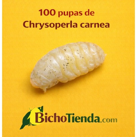 Chrysoperla carnea 100 ind. pupas Caja, Chrysoline
