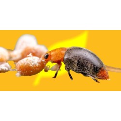 Mariquitas Cryptolaemus Montrouzieri, 500 larvas (vs cochinilla algodonosa) CRYPTOLINE