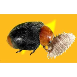 Mariquitas Cryptolaemus Montrouzieri, 500 larvas (vs cochinilla algodonosa) CRYPTOLINE