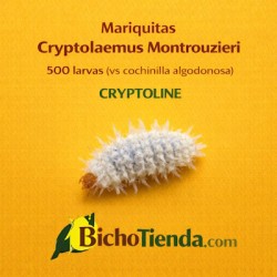 Mariquitas Cryptolaemus Montrouzieri, 500 larvas (vs cochinilla algodonosa) CRYPTOLINE