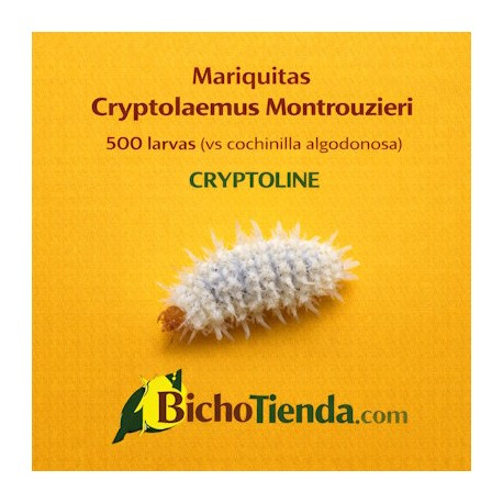Mariquitas Cryptolaemus Montrouzieri, 500 larvas (vs cochinilla algodonosa) CRYPTOLINE