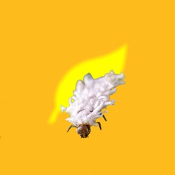 Mariquitas Cryptolaemus Montrouzieri, 500 larvas (vs cochinilla algodonosa) CRYPTOLINE