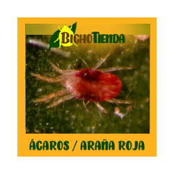 Feltiella acarisuga 250 ind. Bandeja FELTILINE