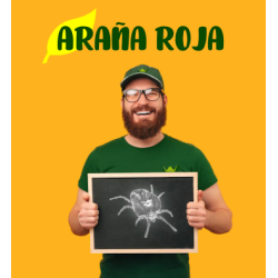 Feltiella acarisuga 250 ind. Bandeja FELTILINE