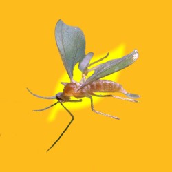 Feltiella acarisuga 250 ind. Bandeja FELTILINE