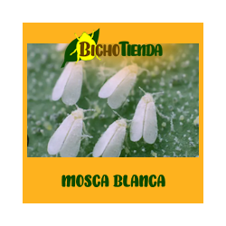 500 Macrolophus pygmaeus, (vs tuta absoluta y mosca blanca) Macroline