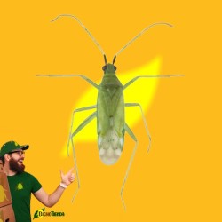 500 Macrolophus pygmaeus, (vs tuta absoluta y mosca blanca) Macroline