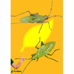 500 Macrolophus pygmaeus, (vs tuta absoluta y mosca blanca) Macroline