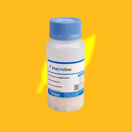 500 Macrolophus pygmaeus, (vs tuta absoluta y mosca blanca) Macroline