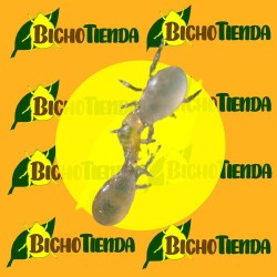 MONTYLINE 2500000 Ind, 500 sobres Gemini Amblyseius Montdorensis