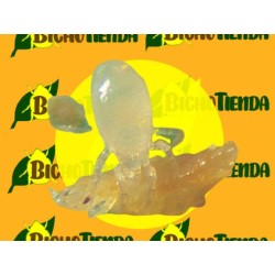 MONTYLINE 2500000 Ind, 500 sobres Gemini Amblyseius Montdorensis