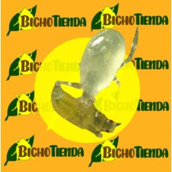 MONTYLINE 2500000 Ind, 500 sobres Gemini Amblyseius Montdorensis