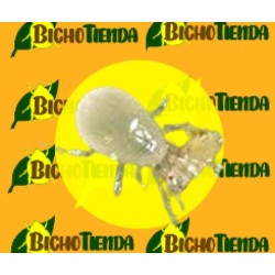 MONTYLINE 2500000 Ind, 500 sobres Gemini Amblyseius Montdorensis