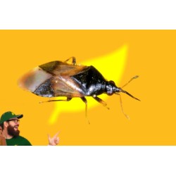 2000 orius laevigatus NINFAS+ADULTOS (contra trips). Oriline Mix