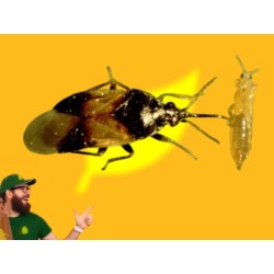 2000 orius laevigatus NINFAS+ADULTOS (contra trips). Oriline Mix