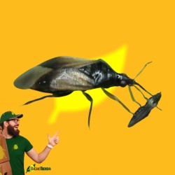 2000 orius laevigatus NINFAS+ADULTOS (contra trips). Oriline Mix